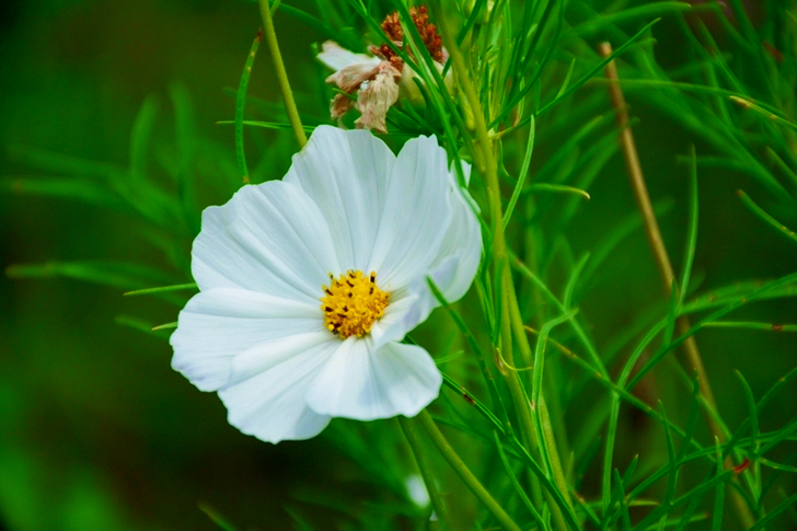 Bílá kvetoucí rostlina