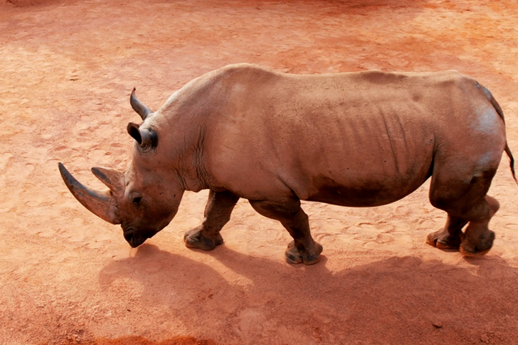 Rhinoceros on Brown Sand