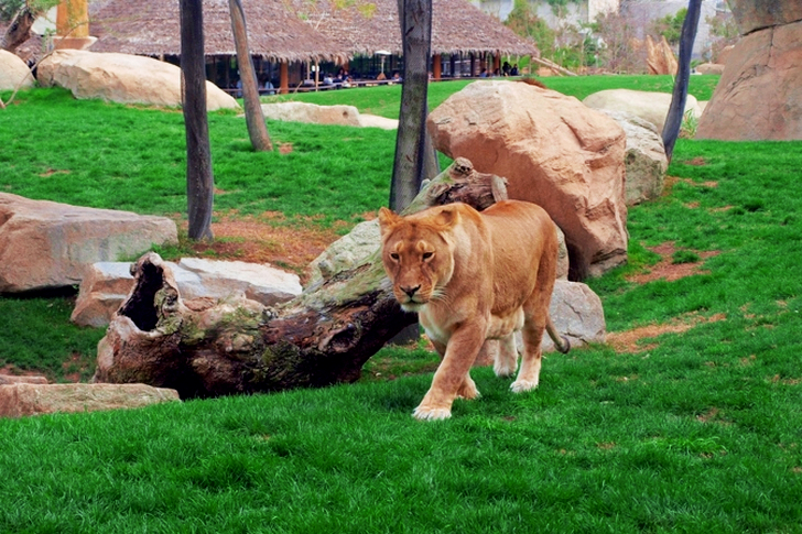Lion Walking Near Stone