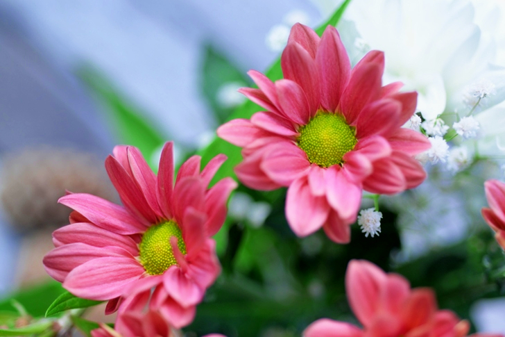 flor de gazania rosa