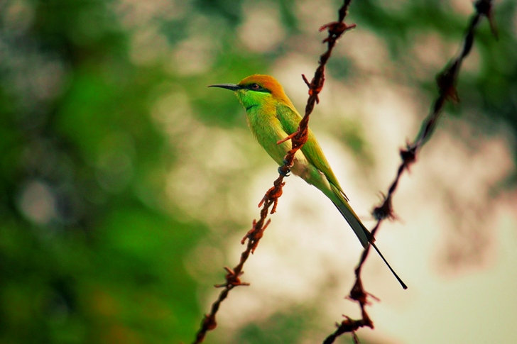 التركيز الانتقائي لفيلم Green Bird على Barb Wire