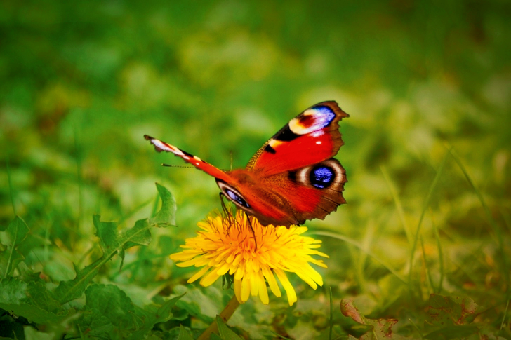 Peacock Butterfly on Yellow Flower