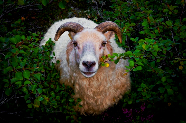 White Ram in Bush