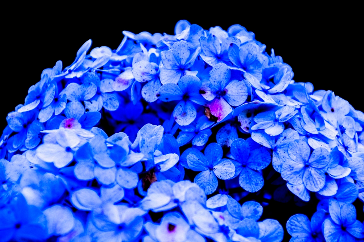 Blue Petaled Flower