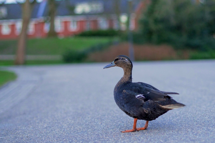 Black Duck Standing on Road