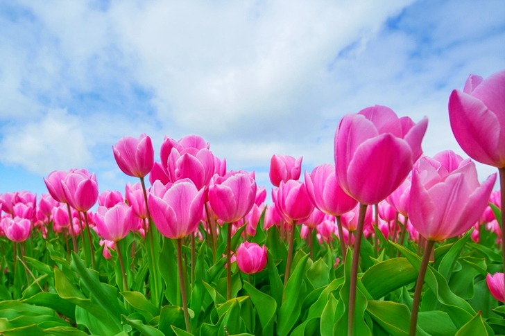 Bunch of Pink Tulips