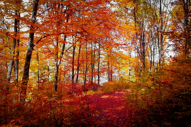 Forest Digital Wallpaper