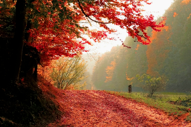 Red Leafed Tree Near Green Grass