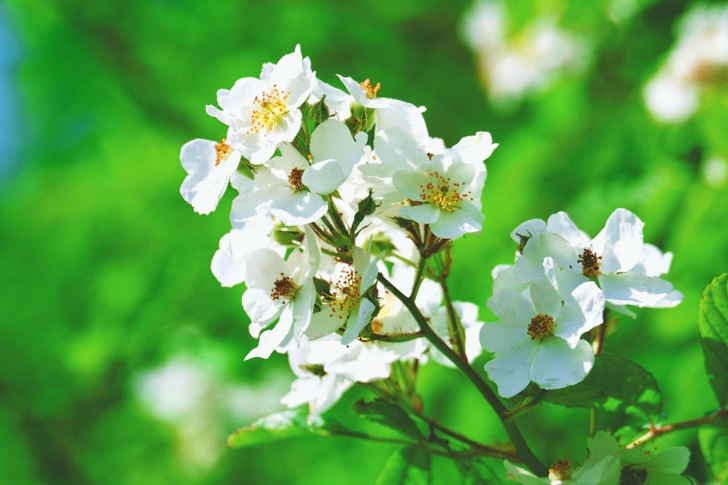 Fleurs à pétales blancs