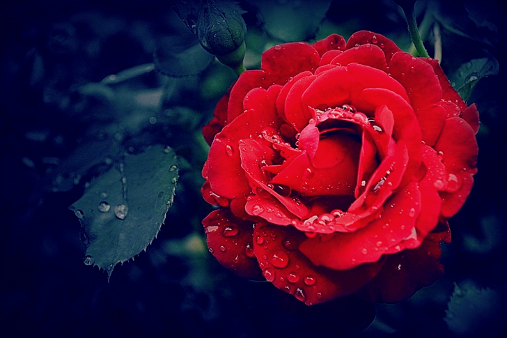 a Red Rose