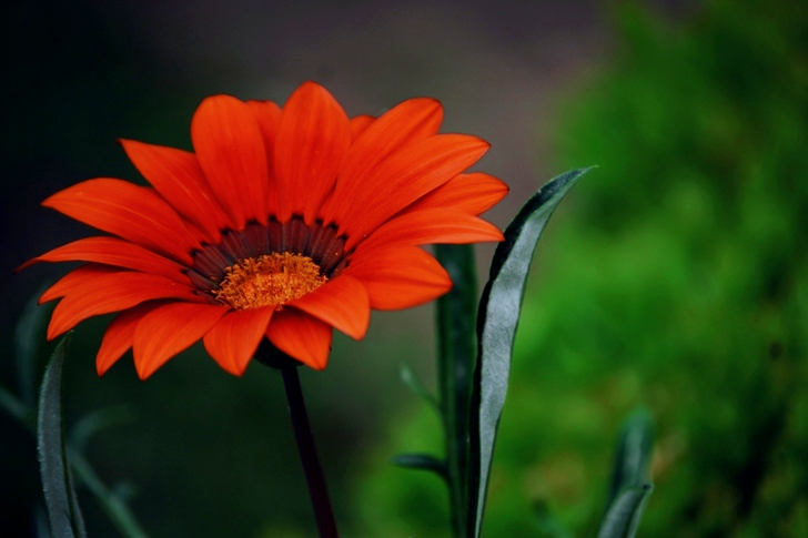 Plante à fleurs aux pétales d'oranger