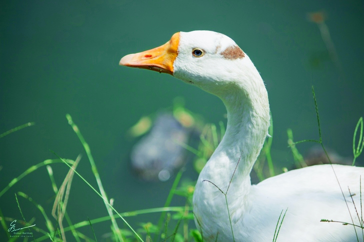 White Domestic Goose Near a Water Closeup