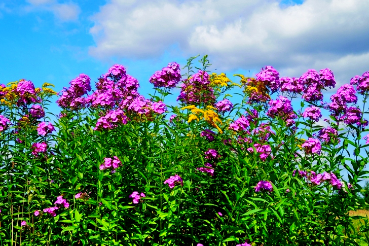 Bed of Pink Flowers