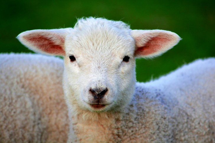 White Coated Lamb