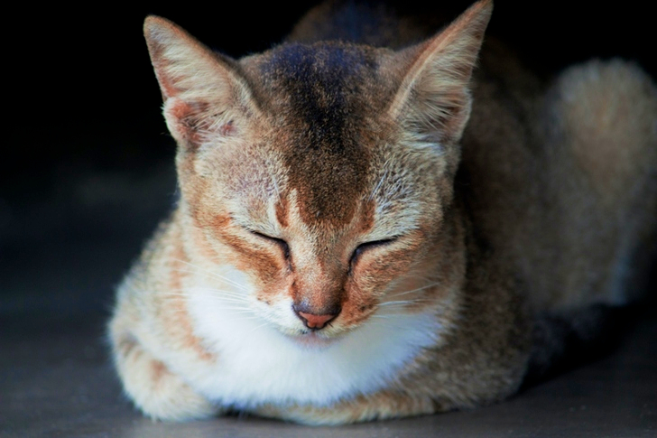 Close-Up of Brown Tabby Cat