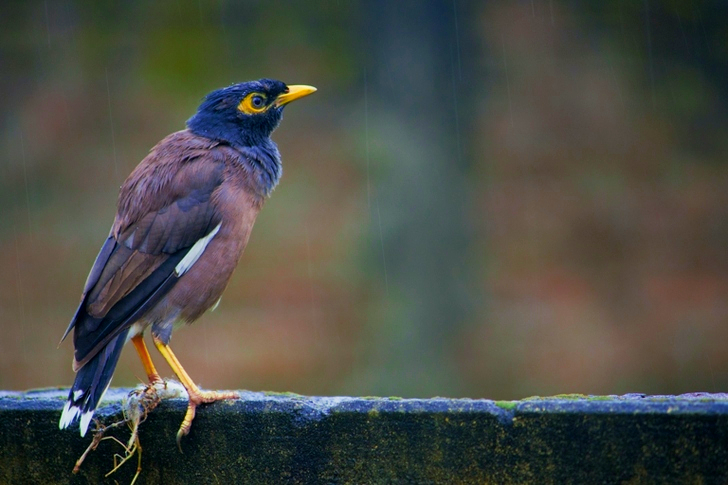 Black and Brown Bird Standing on Fence