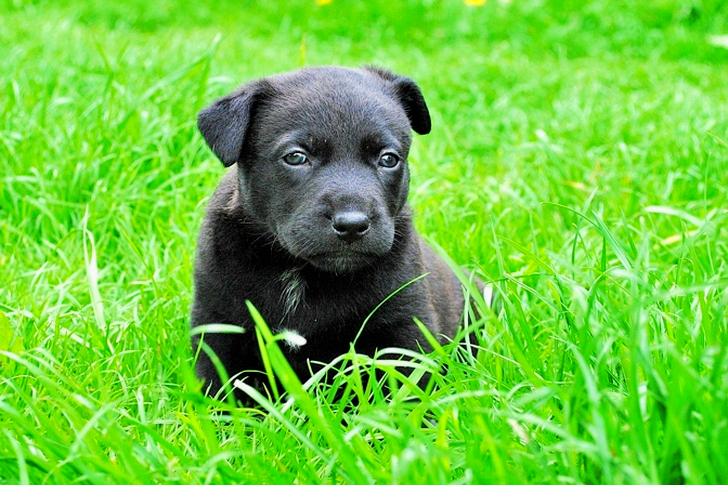 Black Labrador Retriever Puppy on Grass Field