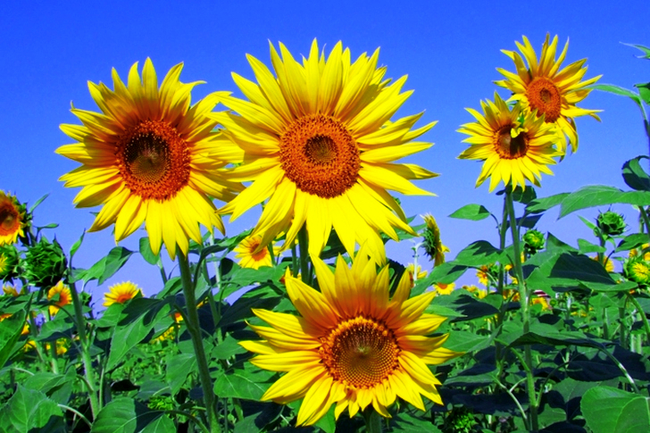Yellow Petal Flowers