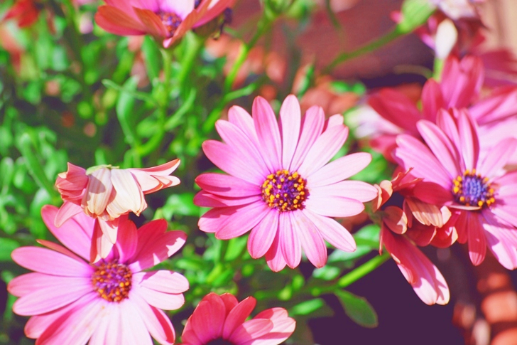Close View of Pink Flowers