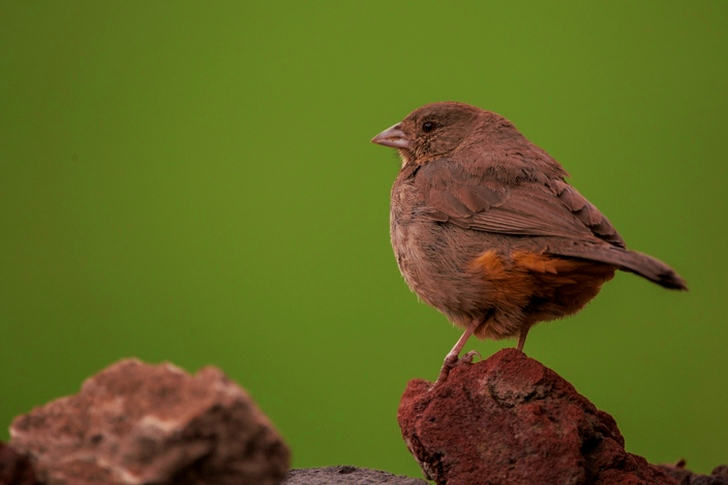 Moineau brun sur Brown Rock