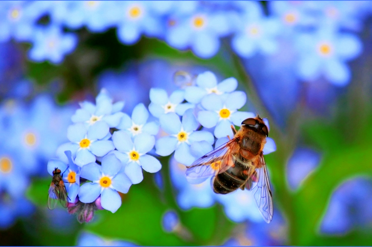 Yellow Bee on White Flower on Selective Focus