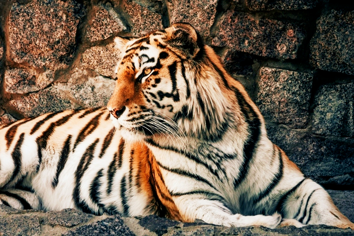 Tigre du Bengale assis à côté d'un mur gris