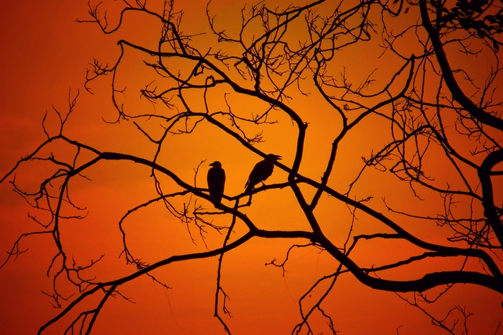 Silhouette of Two Birds on Twig