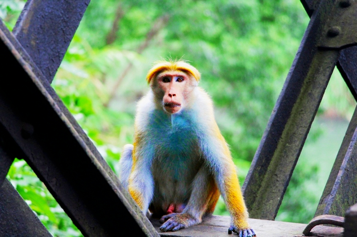 White and Yellow Monkey