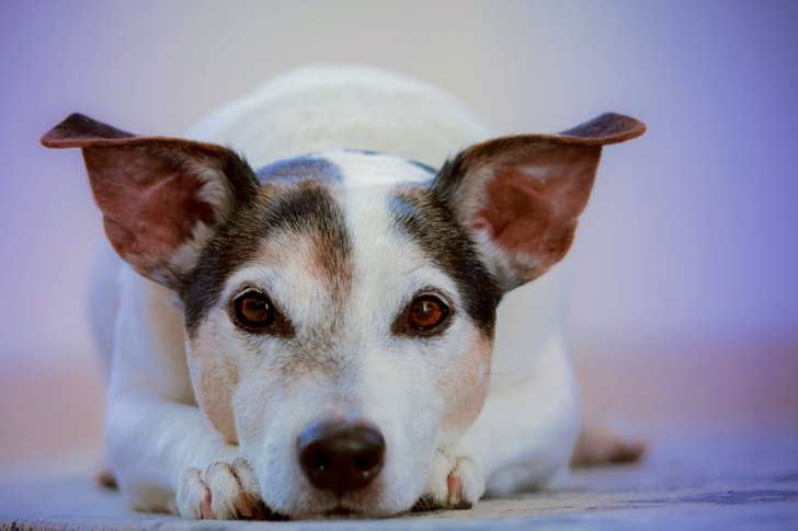 Adult White and Black Jack Russell Terrier