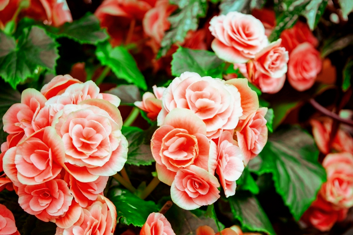 Row of Pink Petaled Flower