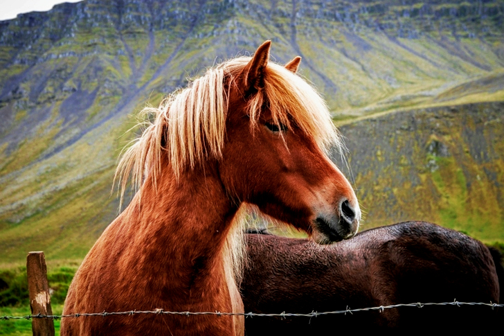 Caballo marrón junto a un alambre de púas gris