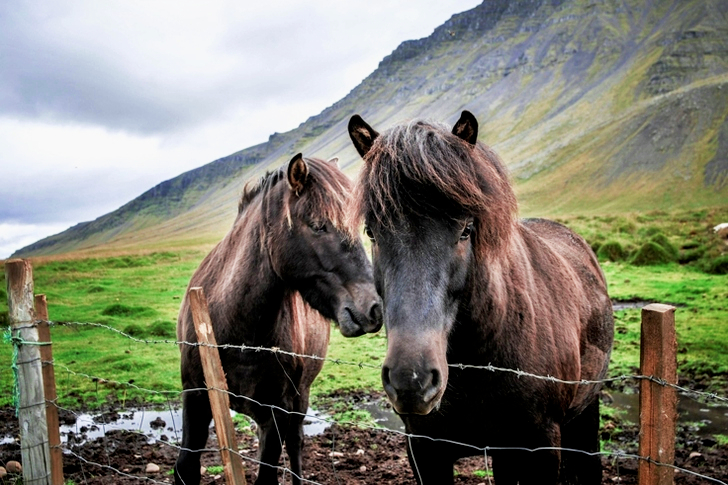 Kaksi hevosta seisomassa nurmikentällä