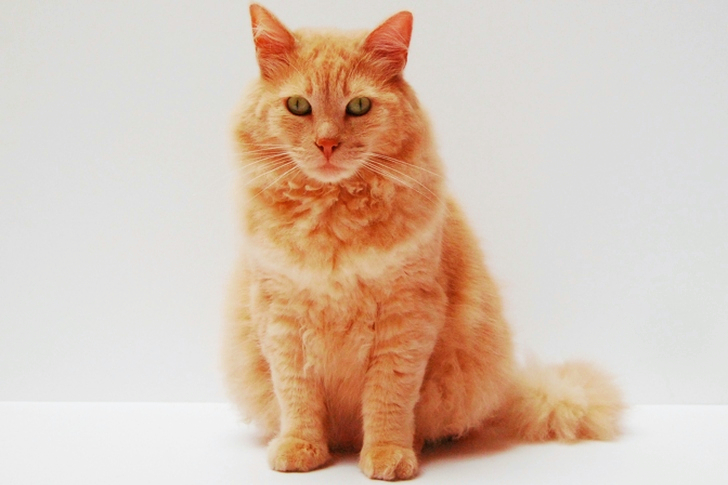 Orange Cat Sitting on White Surface