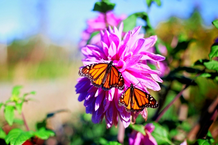 Shallow Focus of Two Yellow-and-black Butterflies on Pink Flower