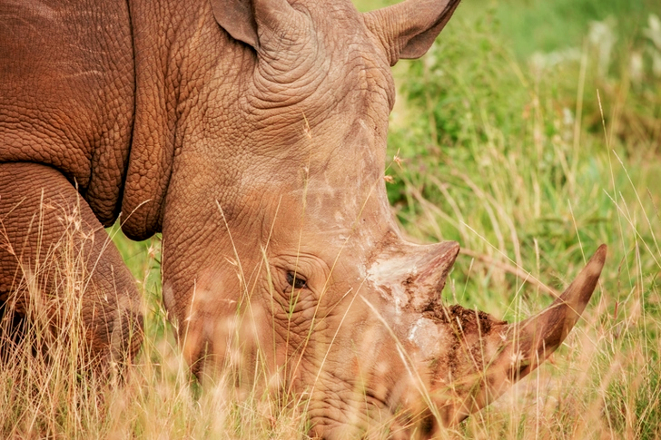Brown Rhino on Green Grass