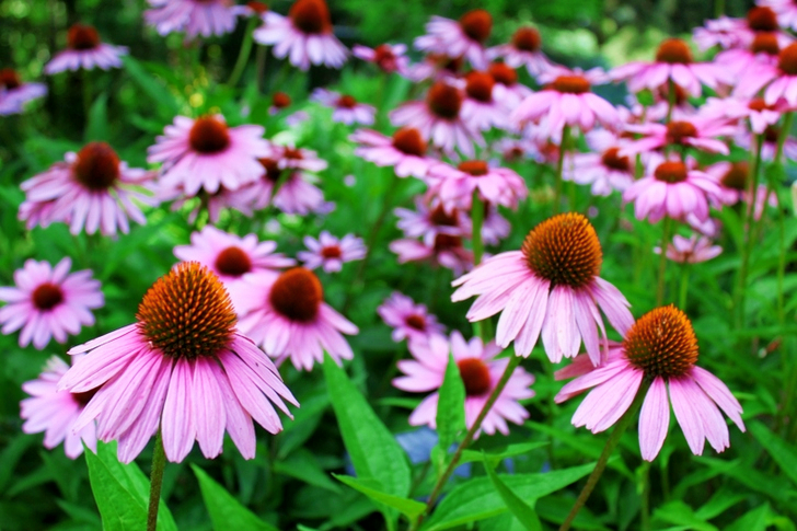 Pink Petaled Flowers