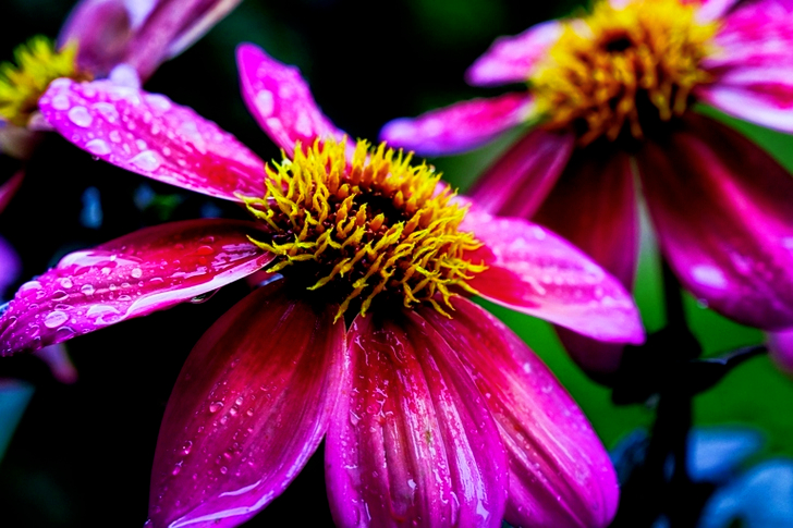 Paarse bloemblaadjes