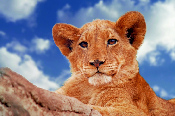 Brown Lion Cub Under Blue and White Sky