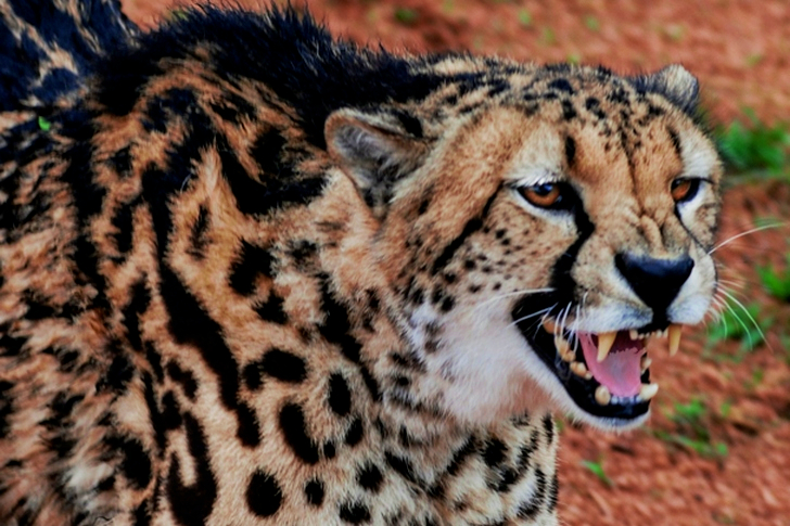 Brown and Black Cheetah