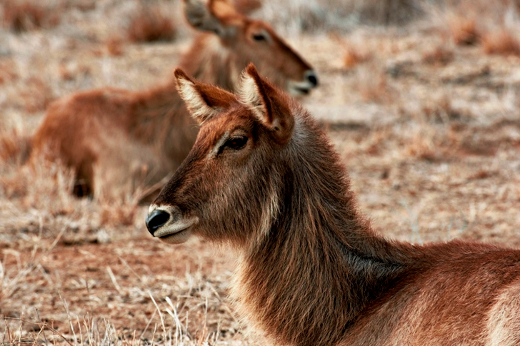 Two Brown Animals on Grass Field