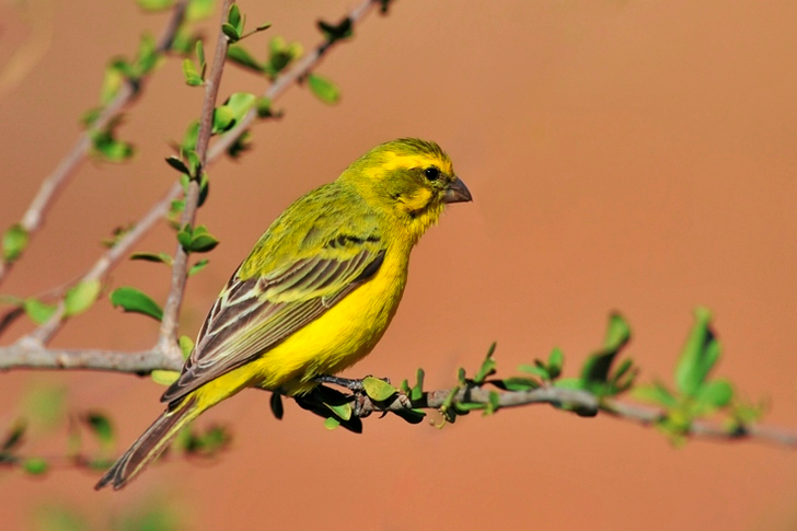 Yellow Lovebird Perched on Gray Twig