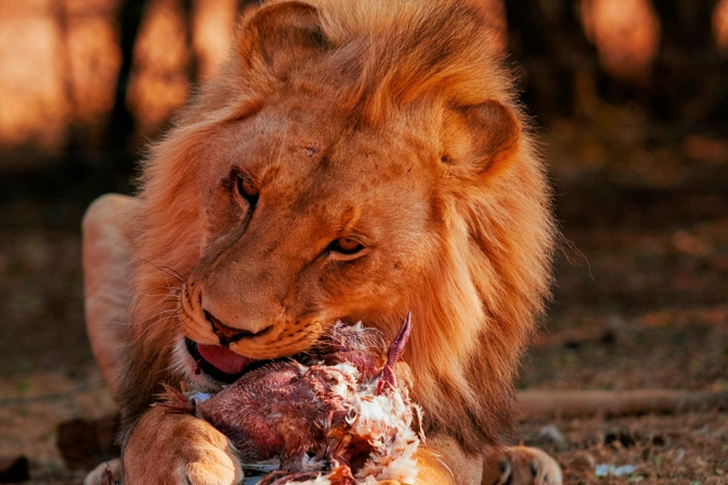 Lion Eating Flesh