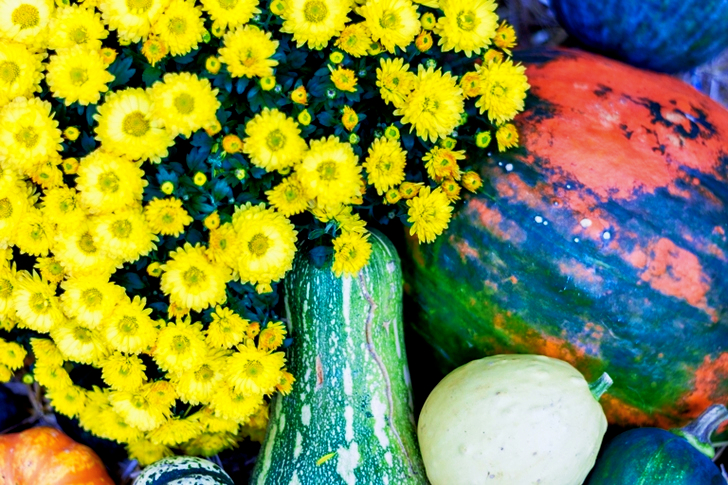 Yellow Petaled Flowers