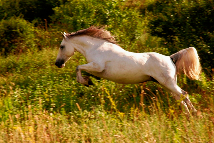 White Horse on Green Grass Field