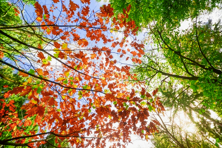 Low Angle Maple Leaves