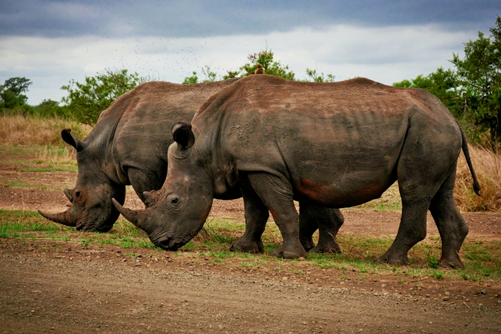 Two Rhino on Gray Field