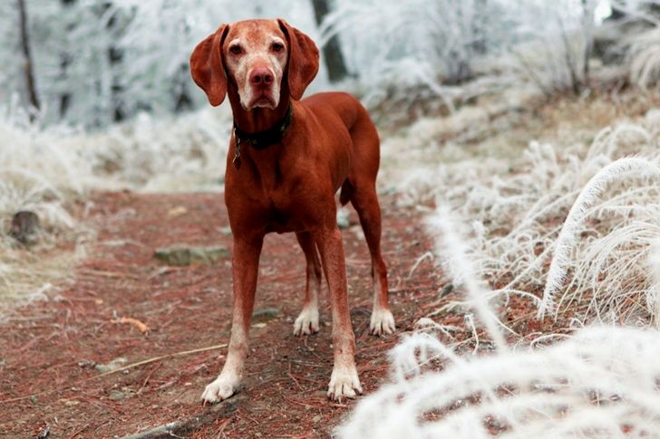 Profondeur de champ du chien brun près des herbes blanches
