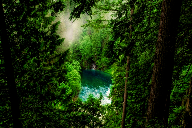 Body of Water in Forest