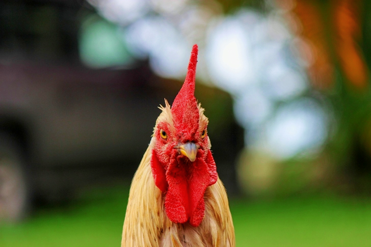 Selective Focus of Rooster's Head