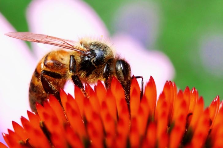 Honeybee on Orange Petaled Flower